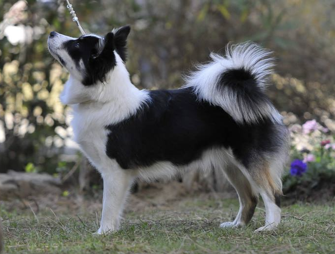 Snætinda Seigla | Icelandic Sheepdog 