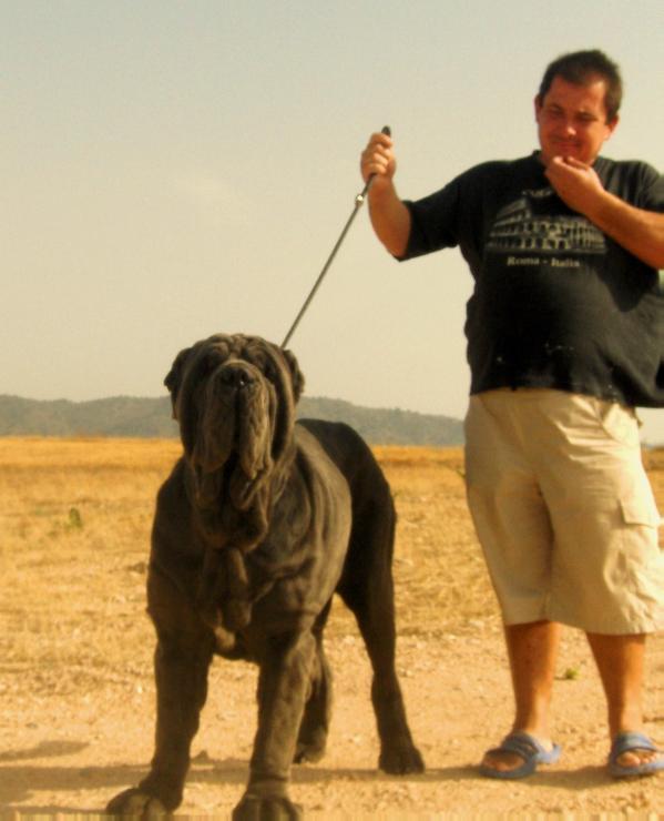 Sauron de los Gladiadores de Arena | Neapolitan Mastiff 