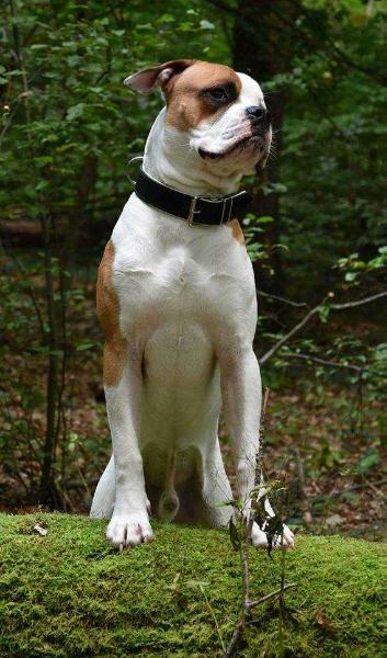 White Kisses Chevy Camaro aka Monkey | American Bulldog 