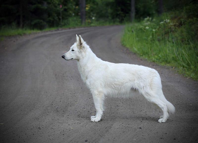 Nevalain Canella For Niveuscaris | White Swiss Shepherd Dog 