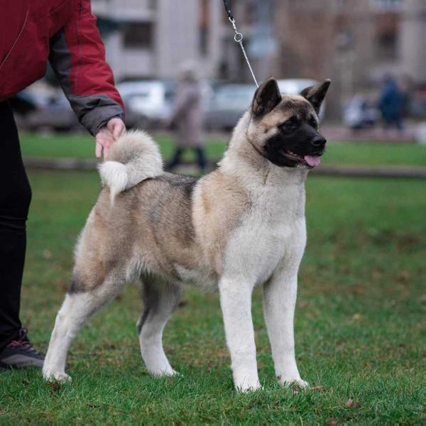 Oxfride Adelina | Akita 