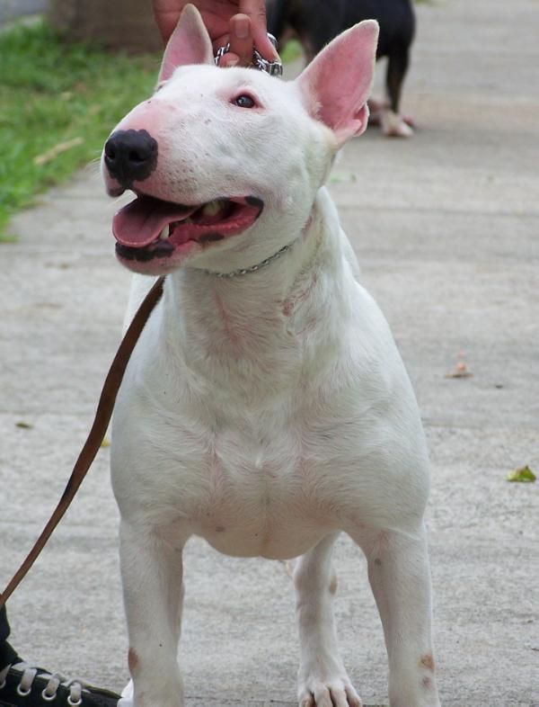 Akasha (Akki) | Bull Terrier 