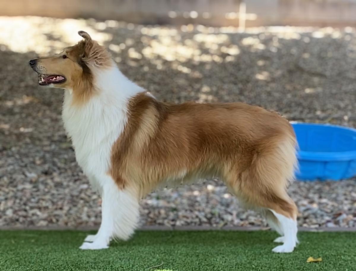 Belfair’s Serenity at Sunrise | Rough Collie 