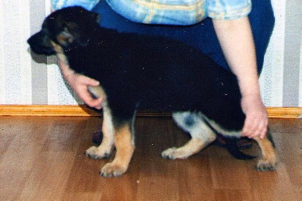Yarna iz Dijakova Gorodisha | German Shepherd Dog 