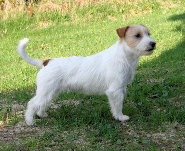 Gunnar | Jack Russell Terrier 