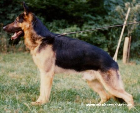 Nico vom Haus Marterstock | German Shepherd Dog 