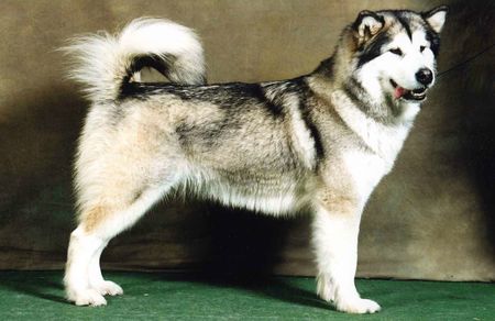 Kamelot's Just A Celtic Dream | Alaskan Malamute 