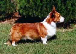 Yardican Roland NAC NJC TG-O TN-O ROMb | Cardigan Welsh Corgi 