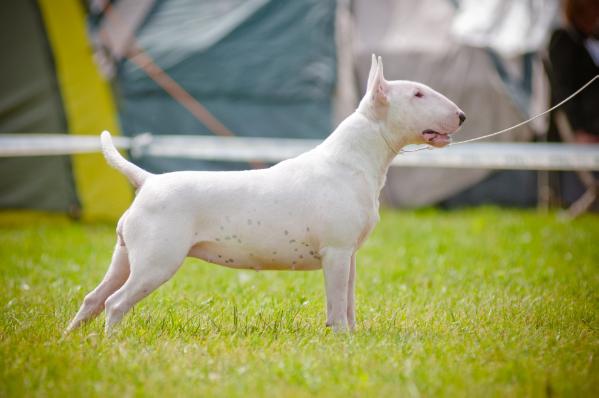 Pure Future Eos Tanagros | Bull Terrier 