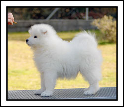 De Villaodon Wallon Von Blanc | Samoyed 