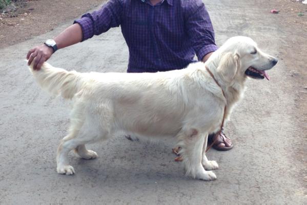 Satu's Bittu | Golden Retriever 