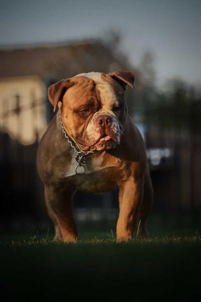 Casillas,Damascus,solo FIERRO DURO! | American Bulldog 