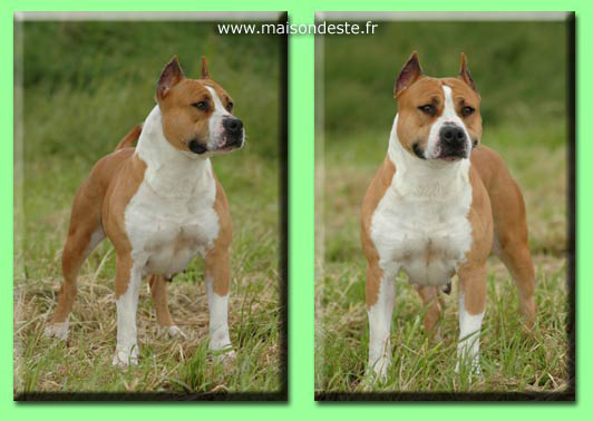 Slav de le maison d'este | American Staffordshire Terrier 