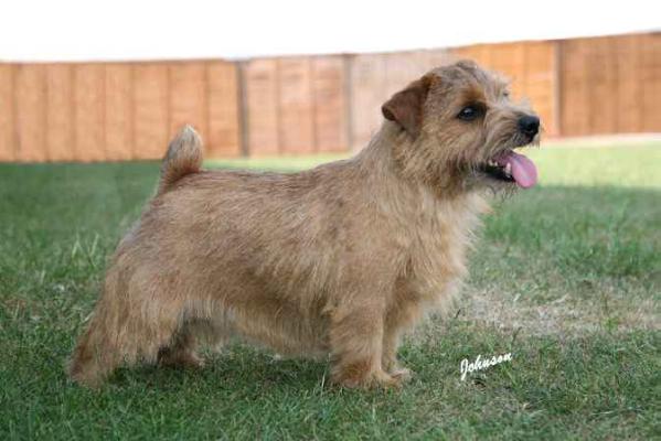 Jaeva For Petes Sake | Norfolk Terrier 