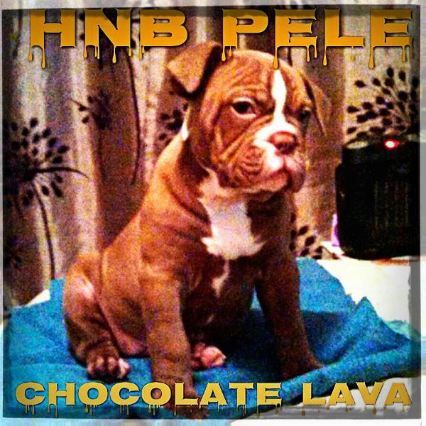 HNB chocolate thunder "Pele" of Sauceda's bullpen | Olde English Bulldogge 