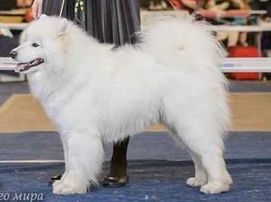 Joy Of Victory Ohara Of Bloom White | Samoyed 