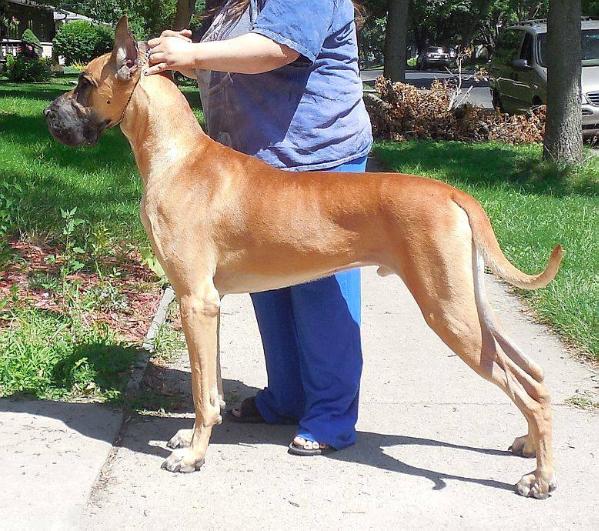 Witamy's Hot Topic For Ram's | Great Dane 