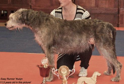Easy Runner Youlyn | Irish Wolfhound 