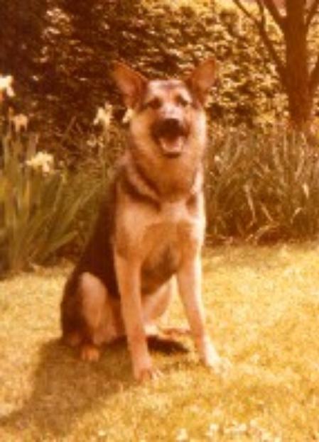 Espe von der Eschendorfer Heide | German Shepherd Dog 