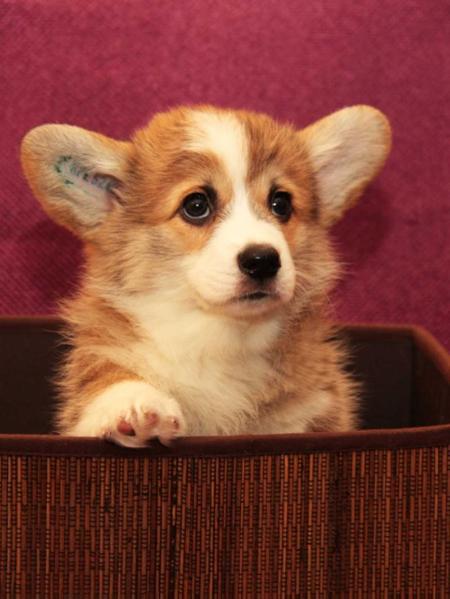 Corona Florea Ixia | Pembroke Welsh Corgi 