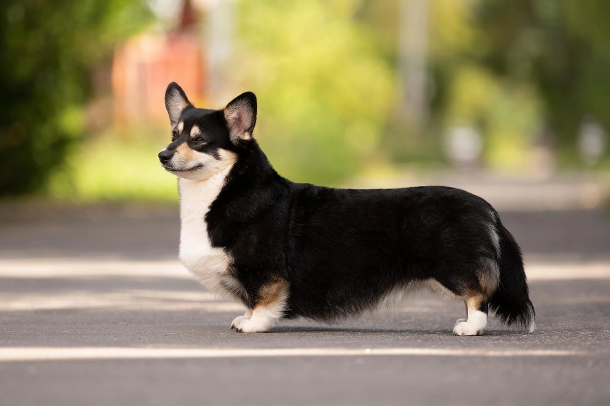 AKSWELL FANTAGIRO | Pembroke Welsh Corgi 