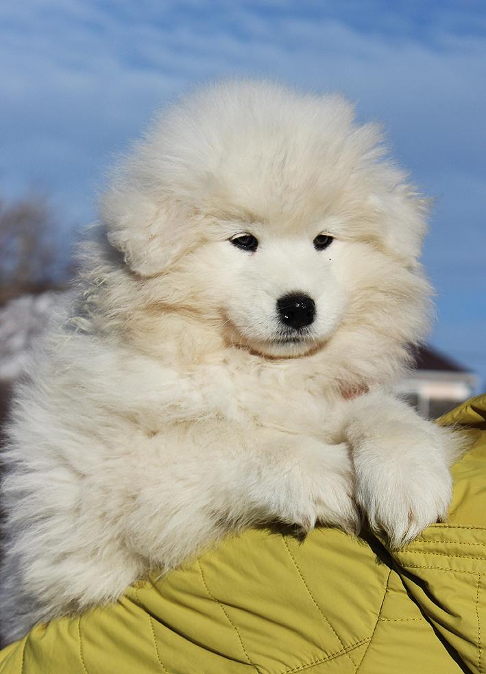 IZDOMASU NIKOLE | Samoyed 