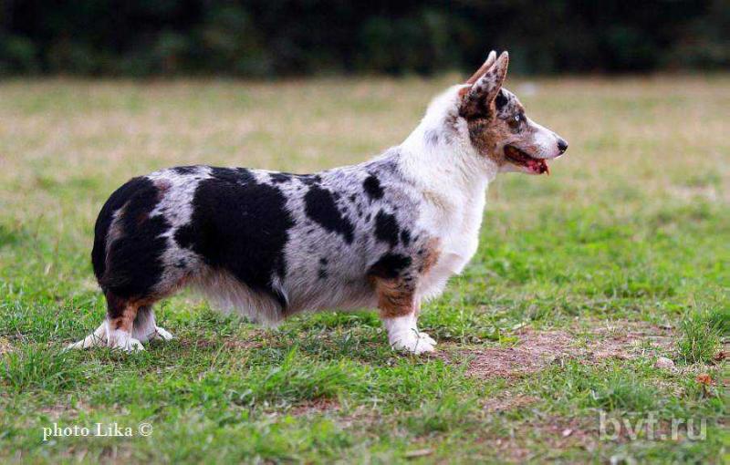 ORMAI ENJOY BLUE DREAM | Cardigan Welsh Corgi 