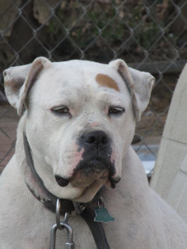 Philly's Ice of Hardrock | American Bulldog 