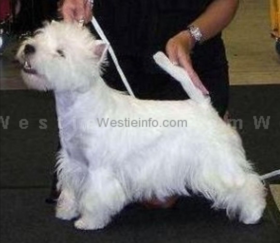 Just Like Magic Gryffindor | West Highland White Terrier 