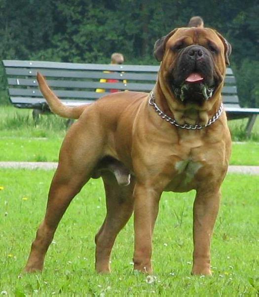 Dynamic Force Respectable Iron | Bullmastiff 