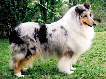 Dolly Blue de Frank Rough | Rough Collie 