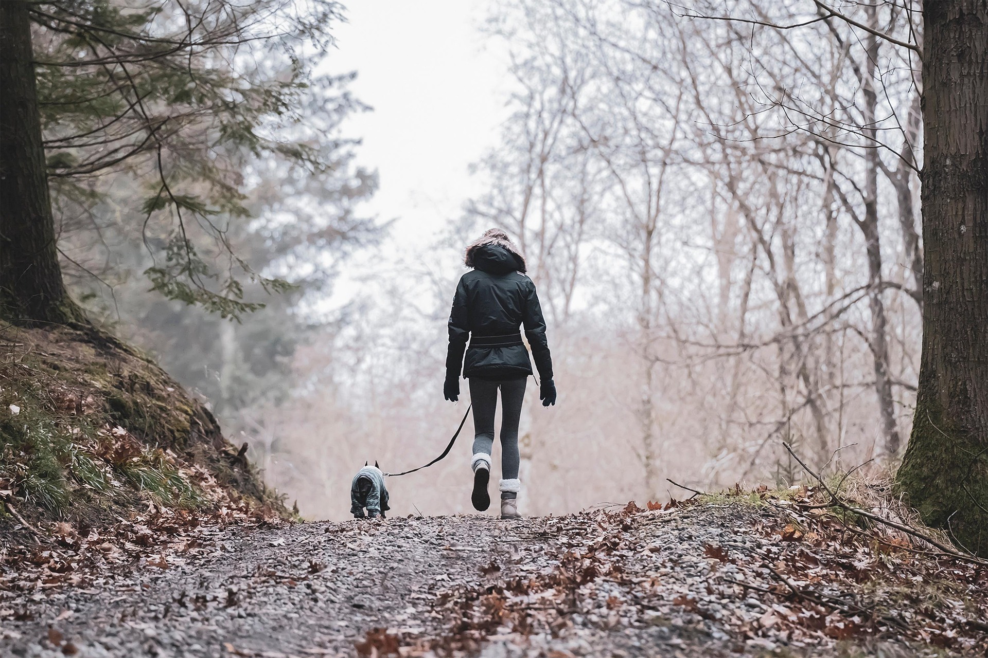 dog walking with owner in jungle