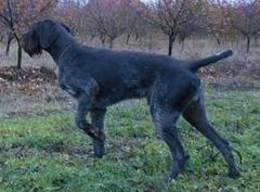 Trnov V Boss | German Wirehaired Pointer 