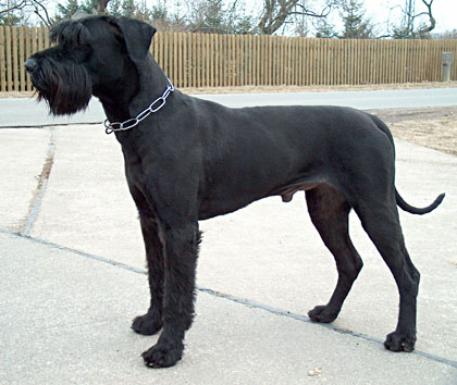 Hägar vom Nordexpress | Giant Schnauzer 