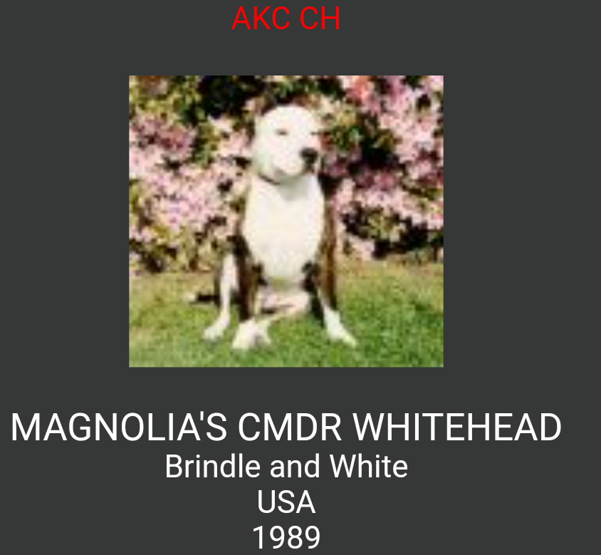 Magnolia's CMDR WhiteHead | American Pit Bull Terrier 
