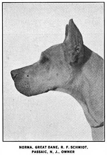 Norma ([R.F. Schmidt's Passaic NJ]) | Great Dane 