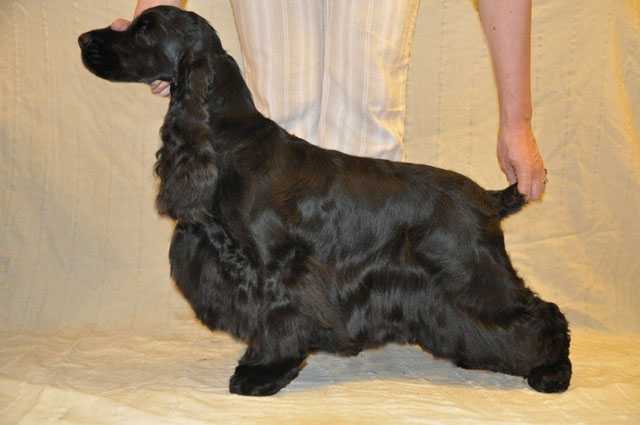 BLECK FANTOM INKANTO SHINE | English Cocker Spaniel 