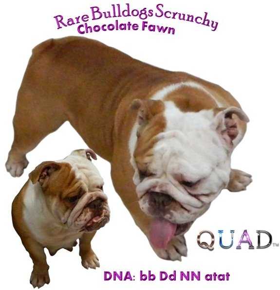 RB's Choco Sensation Scrunch N Munch | Olde English Bulldogge 