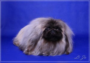 Shakti utonchenniy frant | Pekingese 