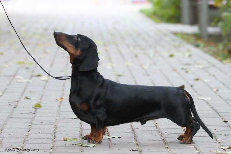 EmDash Bertrand | Dachshund 