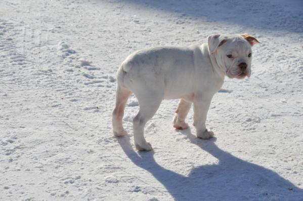 Pelto's Snow White | Olde English Bulldogge 