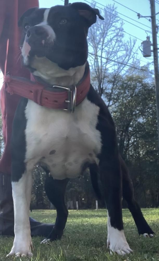 Stranger Tall's BLANCA | American Pit Bull Terrier 