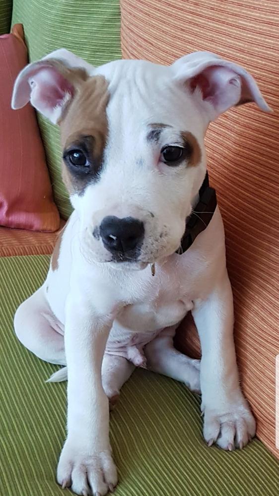 Dutchparadise I'm Captain Jack | American Staffordshire Terrier 
