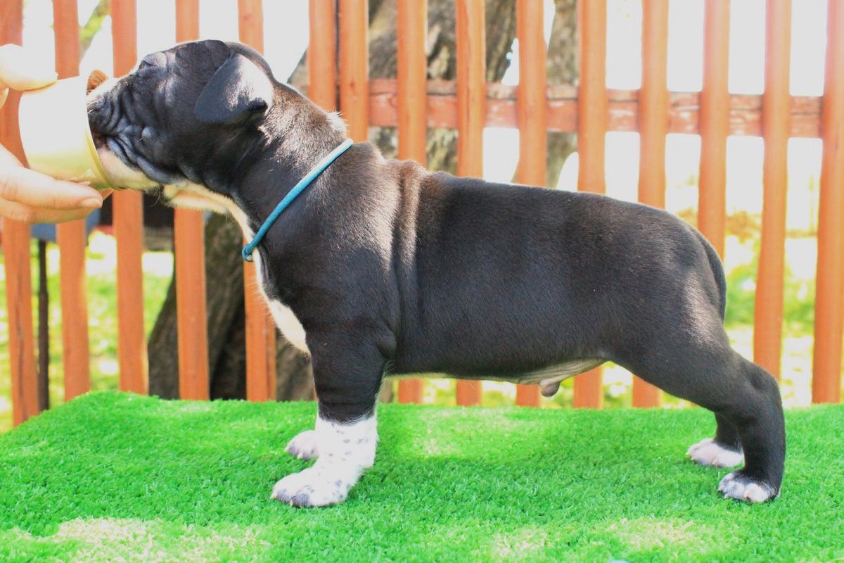 Buck’s Fizz From Sapphire Kingdom | American Staffordshire Terrier 