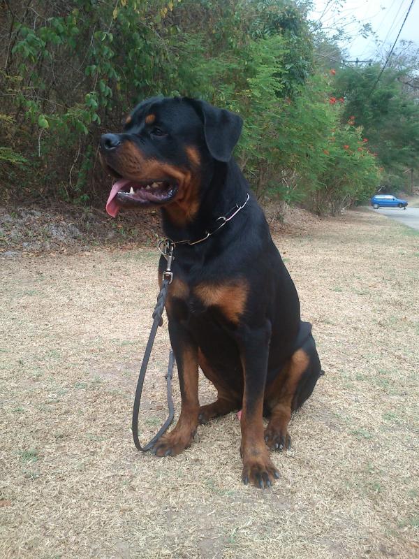 Sultan Moscarella's | Rottweiler 
