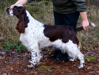 Ocean Pitfal Eilidh Light | English Springer Spaniel 