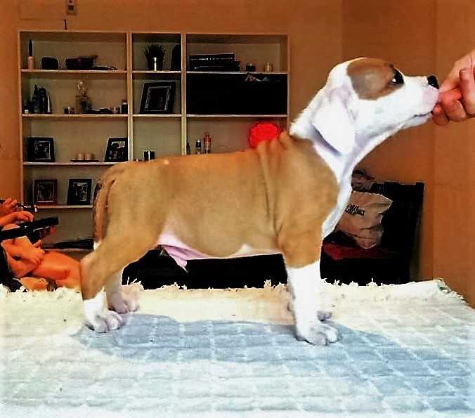 Bluelimit Killian | American Staffordshire Terrier 