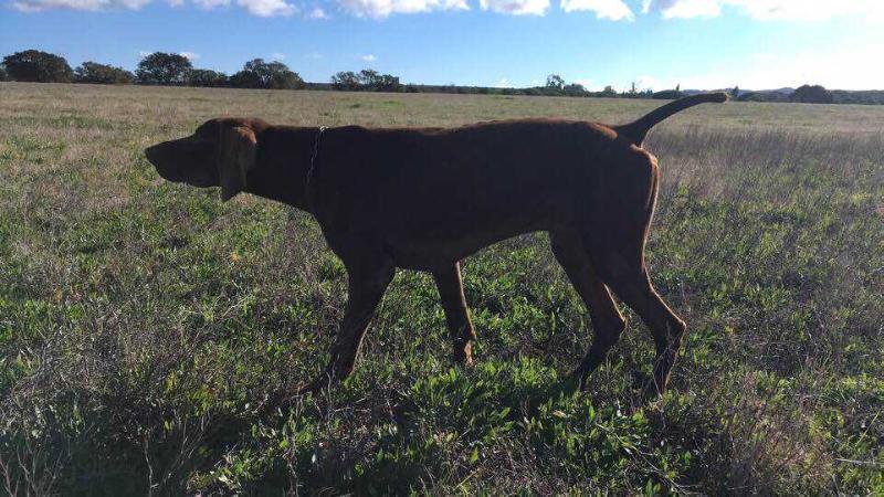 Hisa de Valexance | German Shorthaired Pointer 