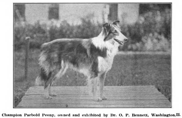 Parbold Peony | Rough Collie 