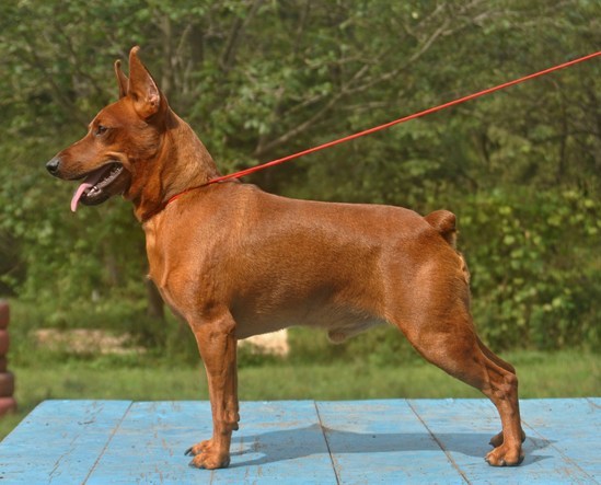 Lazurniy Hepy Hart | Miniature Pinscher 